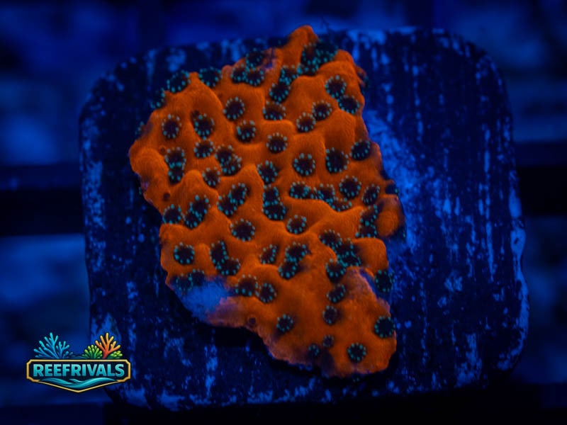WWC Dragon Fruit Monti coral image from ReefRivals, listed as Montipora sp. and Montis