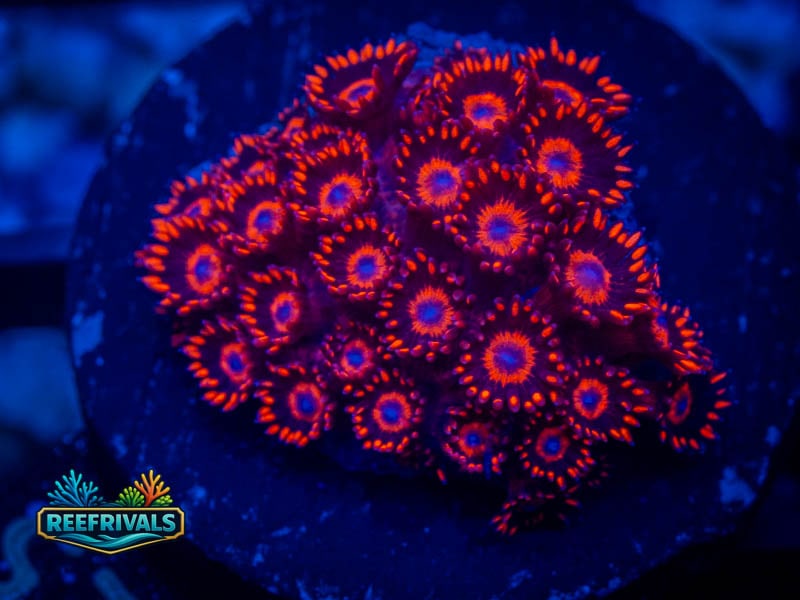 TSA Blood Red Goni WYSIWYG coral image | ReefRivals TSA Blood Red Goni coral image from ReefRivals, listed as Goniopora sp. and Soft Coral