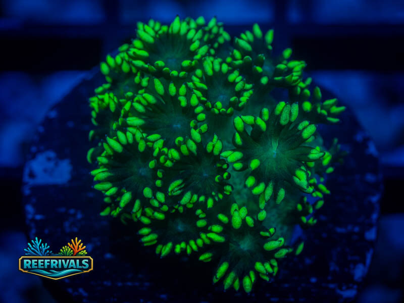 RVL Lemon Lime Goni WYSIWYG coral image | ReefRivals RVL Lemon Lime Goni coral image from ReefRivals, listed as Goniopora sp. and Soft Coral