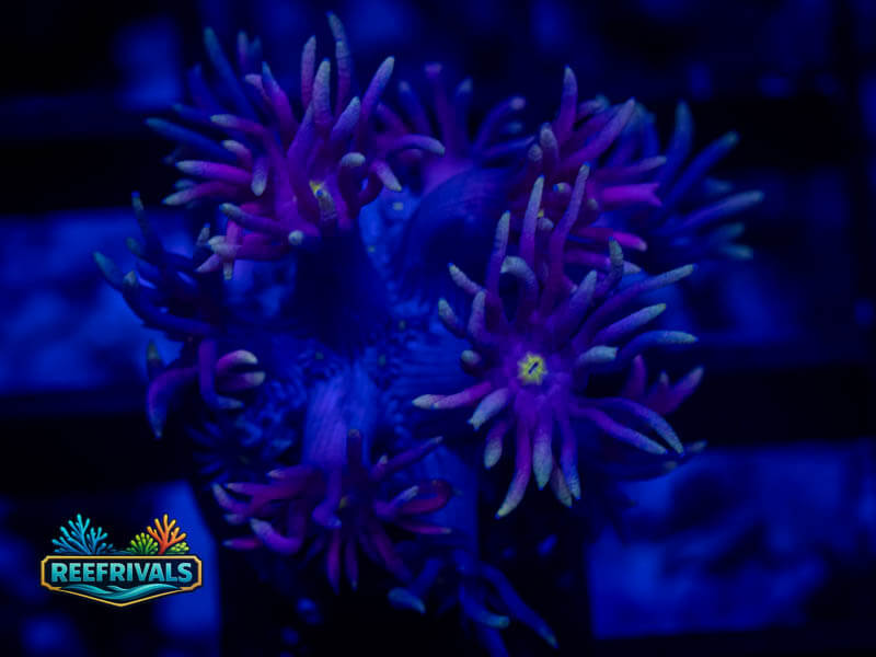 TG Rainbow Dash Goni coral image from ReefRivals, listed as Goniopora sp. and Gonis