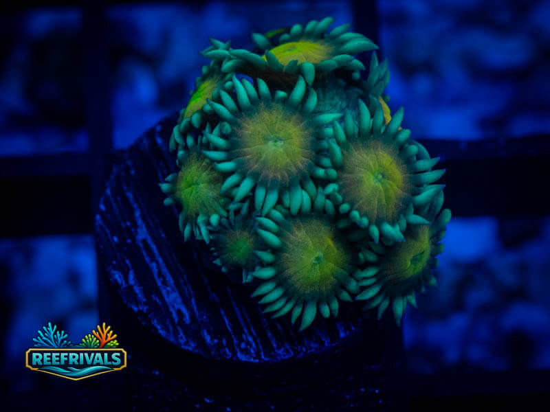 ECC Daisy Goni WYSIWYG coral image | ReefRivals ECC Daisy Goni coral image from ReefRivals, listed as Zoanthus sp. and Zoas