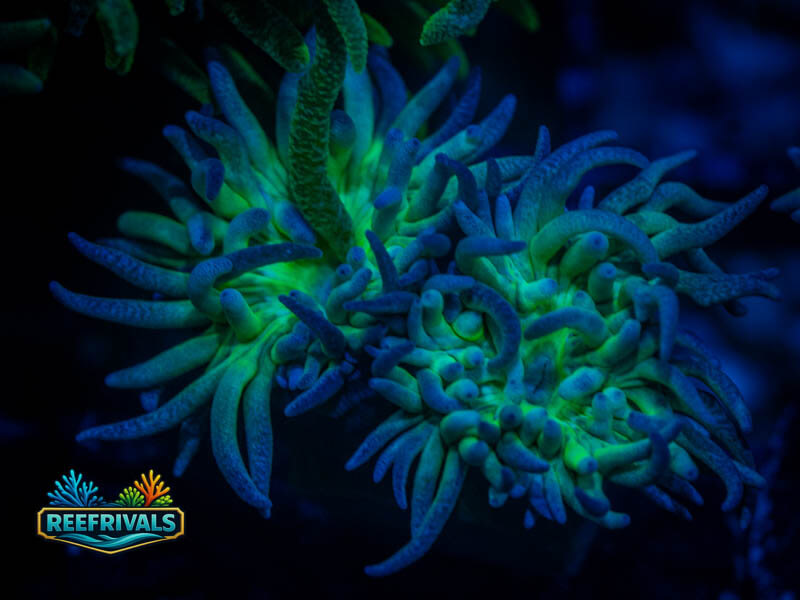 RVL Spirit Keeper Duncan WYSIWYG coral image | ReefRivals RVL Spirit Keeper Duncan coral image from ReefRivals, listed as Duncanopsammia axifuga and Duncans