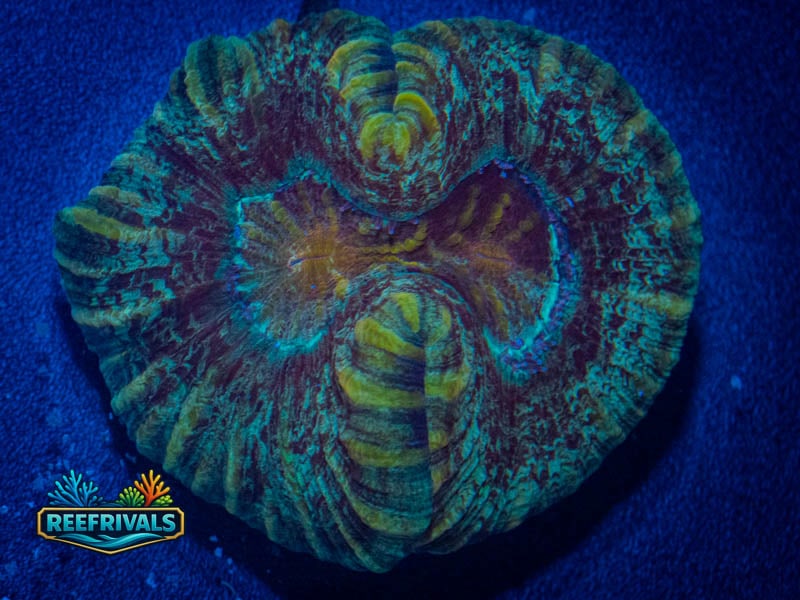 RVL Ultra Duststorm Trachy (Bigger in Person!) coral image from ReefRivals, listed as Trachyphyllia sp. and LPS Fleshy