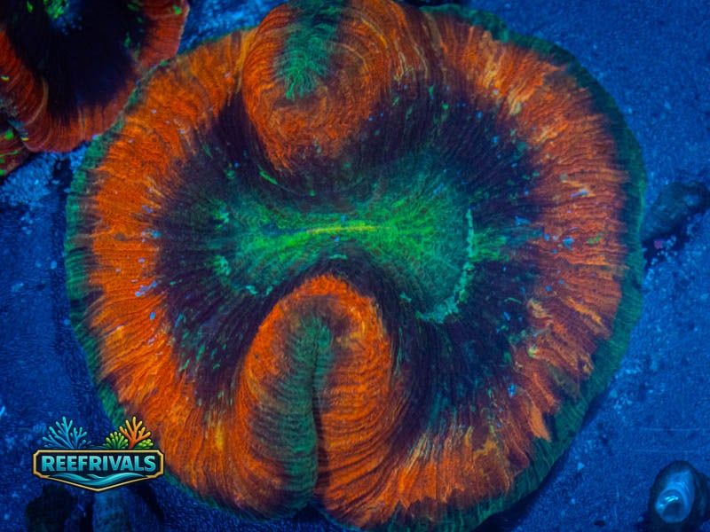 OC Rainbow Master Trachy (Large!) WYSIWYG coral image | ReefRivals OC Rainbow Master Trachy (Large!) coral image from ReefRivals, listed as Trachyphyllia sp. and LPS Fleshy