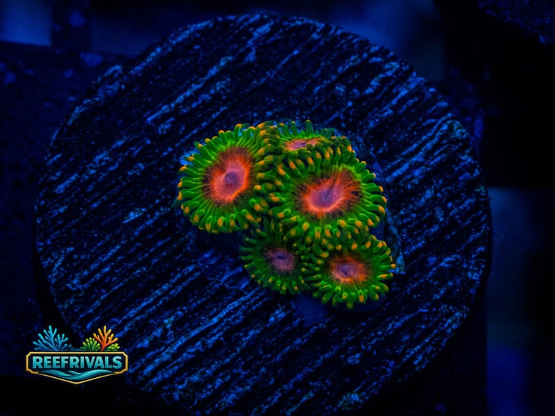 TG Awesome Blossom Zoa coral image from ReefRivals, listed as Zoanthus sp. and Zoas
