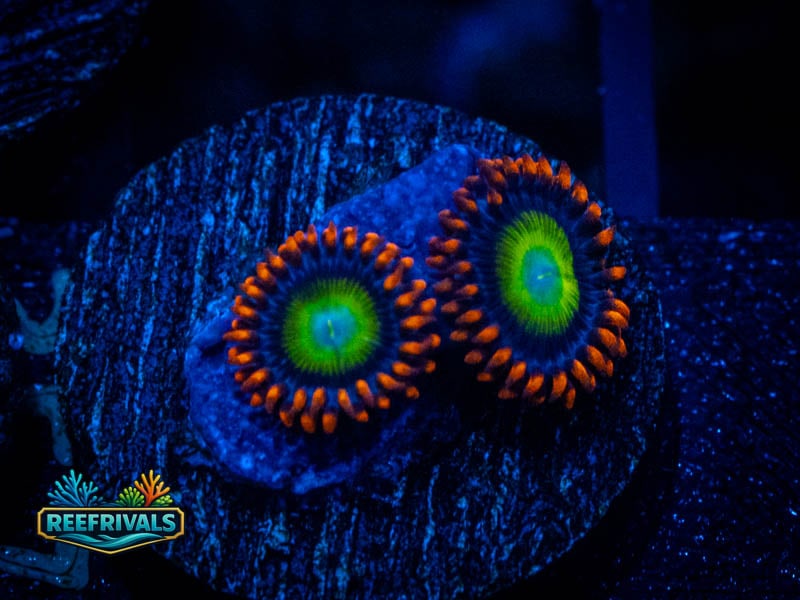 RS Emeralds on Fire Zoa coral image from ReefRivals, listed as Zoanthus sp. and Zoas