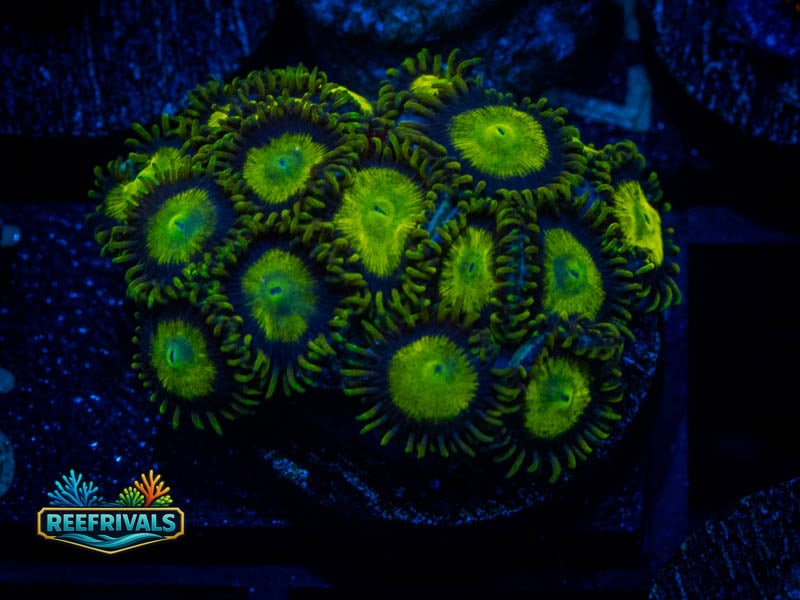 WWC King Midas Zoa (Mini Colony) coral image from ReefRivals, listed as Zoanthus sp. and Zoas