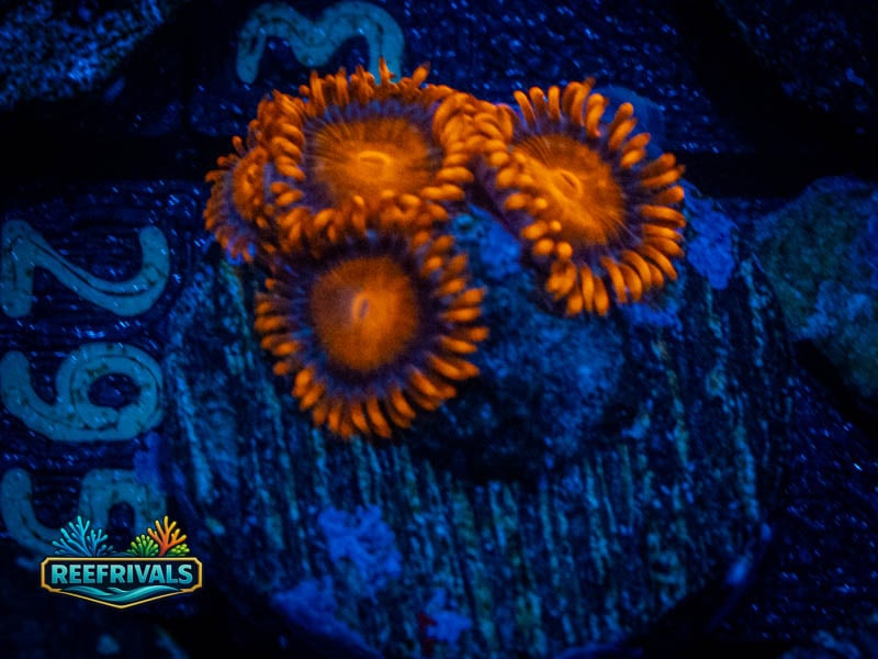 ECC Bam Bam Zoa coral image from ReefRivals, listed as Zoanthus sp. and Zoas