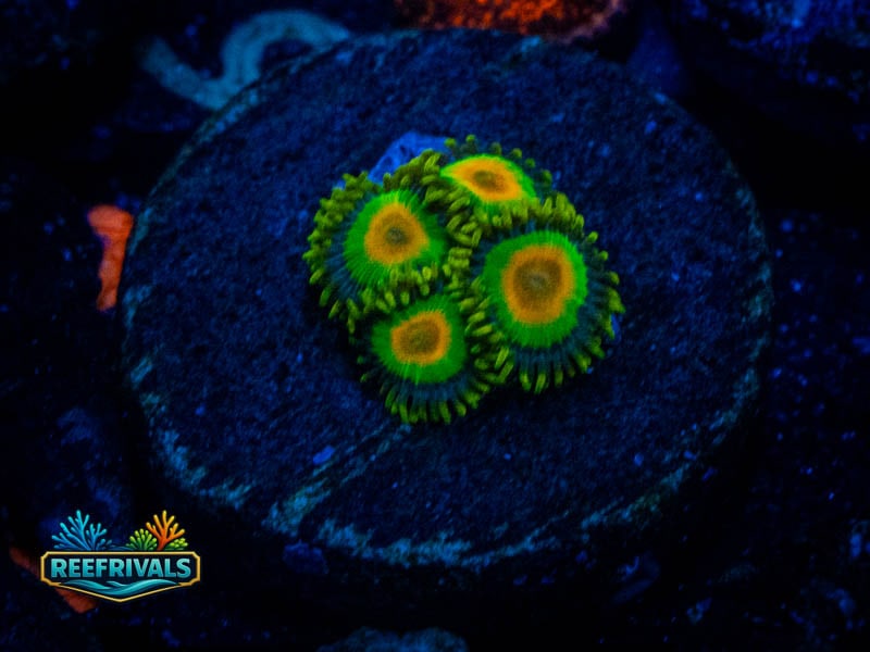 TG Rasta Zoa coral image from ReefRivals, listed as Zoanthus sp. and Zoas
