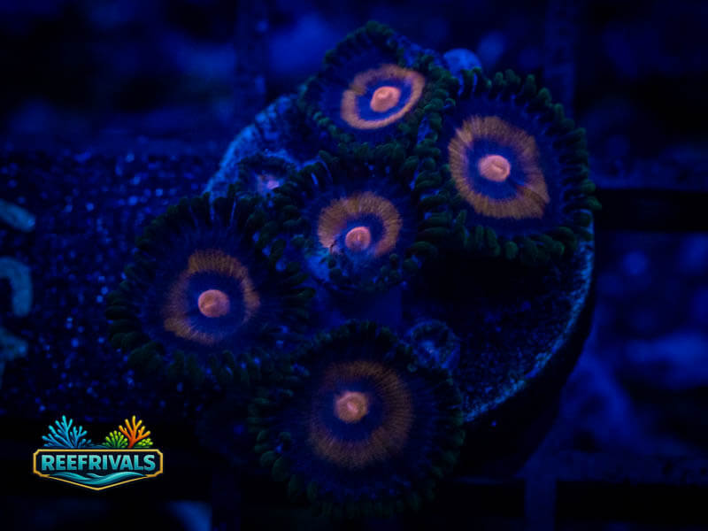 JF Punch Drunk Zoa WYSIWYG coral image | ReefRivals JF Punch Drunk Zoa coral image from ReefRivals, listed as Zoanthus sp. and Zoas