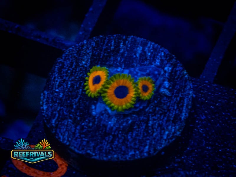 TSA Great Owl Zoa WYSIWYG coral image | ReefRivals TSA Great Owl Zoa coral image from ReefRivals, listed as Zoanthus sp. and Zoas
