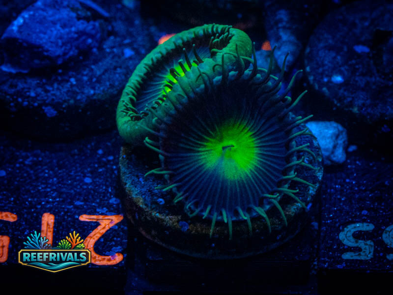 Ultimate Goblin Paly WYSIWYG coral image | ReefRivals Ultimate Goblin Paly coral image from ReefRivals, listed as Zoanthus sp. and Zoas