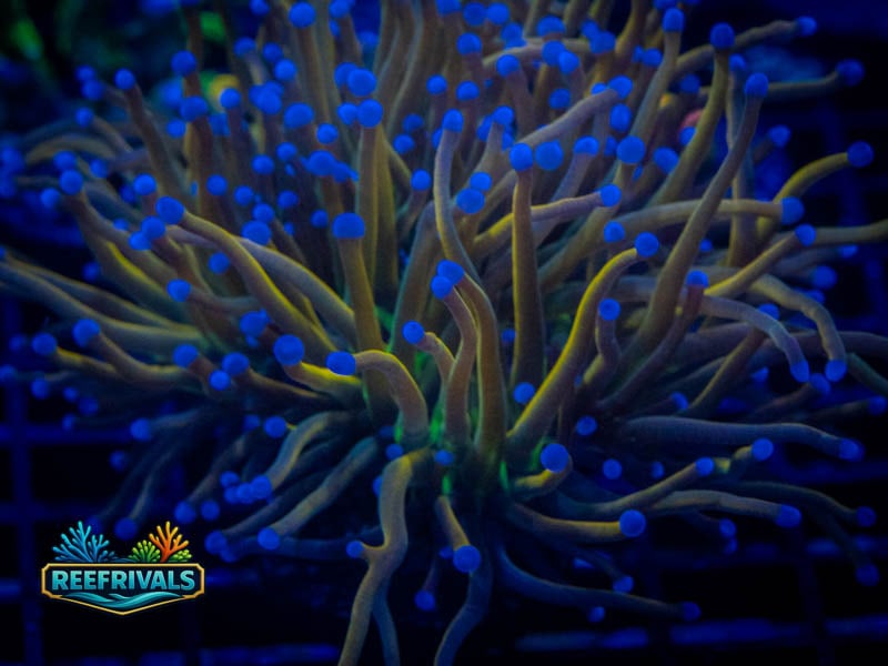 TG New Yrok Kicks Torch WYSIWYG coral image | ReefRivals TG New Yrok Kicks Torch coral image from ReefRivals, listed as Euphyllia glabrescens and Torches
