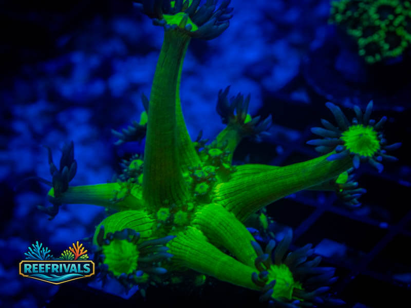 WWC Shadow Flame Goni WYSIWYG coral image | ReefRivals WWC Shadow Flame Goni coral image from ReefRivals, listed as Goniopora sp. and Gonis