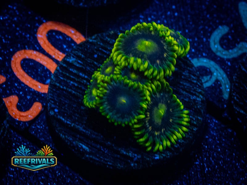 ECC Radioactive Dragon Eye Zoa WYSIWYG coral image | ReefRivals ECC Radioactive Dragon Eye Zoa coral image from ReefRivals, listed as Zoanthus sp. and Zoas
