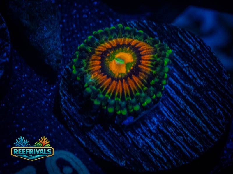 TSA RainbowIncenerator Zoa coral image from ReefRivals, listed as Zoanthus sp. and Zoas