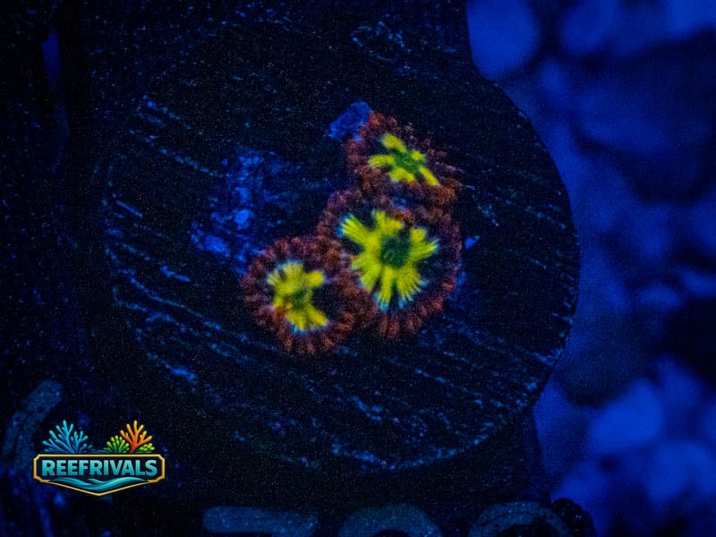 WWC Alpha Omega Zoa coral image from ReefRivals, listed as Zoanthus sp. and Zoas