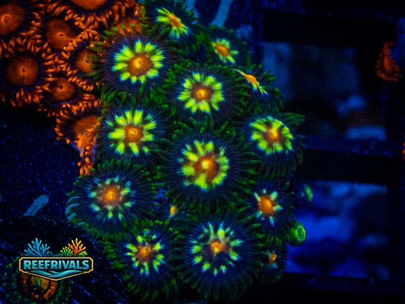 ECC Daisy Cutter Zoa (Mini Colony) WYSIWYG coral image | ReefRivals ECC Daisy Cutter Zoa (Mini Colony) coral image from ReefRivals, listed as Zoanthus sp. and Zoas