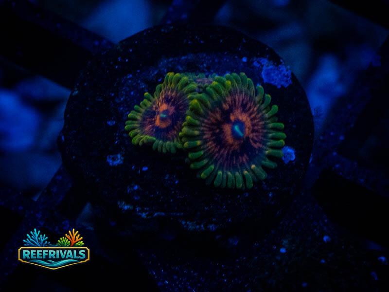 WWC Rainbow Incenerator Zoa WYSIWYG coral image | ReefRivals WWC Rainbow Incenerator Zoa coral image from ReefRivals, listed as Zoanthus sp. and Zoas
