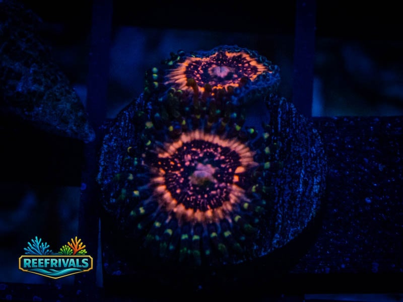 WWC Pink Zipper Zoa WYSIWYG coral image | ReefRivals WWC Pink Zipper Zoa coral image from ReefRivals, listed as Zoanthus sp. and Zoas