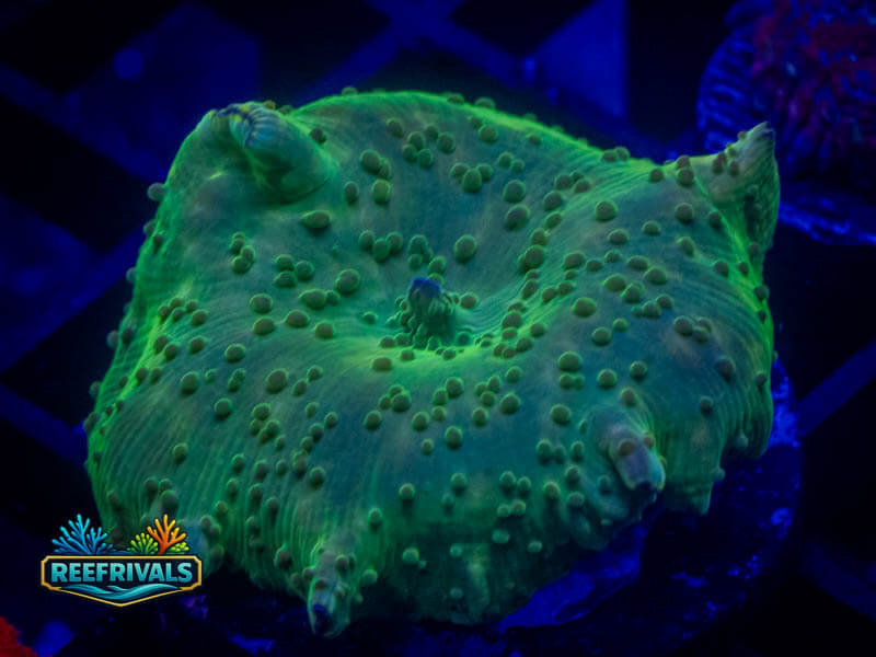 RVL Polkadot Mushroom WYSIWYG coral image | ReefRivals RVL Polkadot Mushroom coral image from ReefRivals, listed as Discosoma spp. and Mushrooms