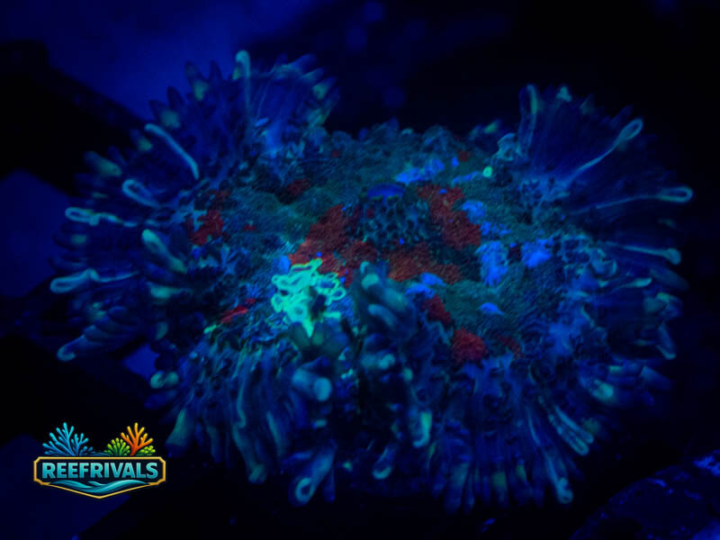 RVL Evil Eye Rhodactis Mushroom coral image from ReefRivals, listed as Rhodactis spp. and Mushrooms