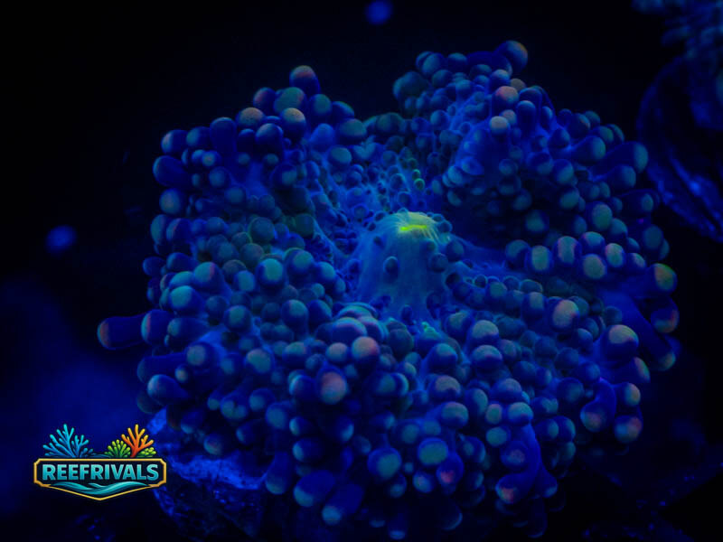 RVL Aquaman Yuma Mushroom coral image from ReefRivals, listed as Ricordea yuma and Mushrooms