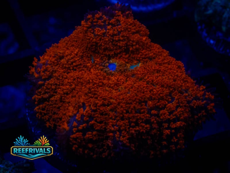WWC Forest Fire Mushroom WYSIWYG coral image | ReefRivals WWC Forest Fire Mushroom coral image from ReefRivals, listed as Rhodactis spp. and Mushrooms