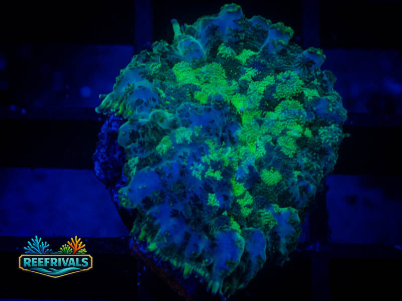 RVL Uranium Rhodactis Mushroom coral image from ReefRivals, listed as Rhodactis spp. and Mushrooms