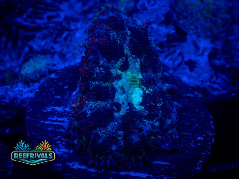 RVL Blue Haze Rhodactis Mushroom coral image from ReefRivals, listed as Rhodactis spp. and Mushrooms
