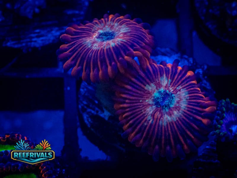 WA Purple People Eater Zoa WYSIWYG coral image | ReefRivals WA Purple People Eater Zoa coral image from ReefRivals, listed as Zoanthus sp. and Zoas