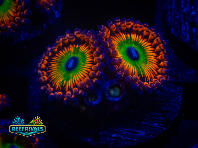 OG Electric Bowzer Zoa coral image from ReefRivals, listed as Zoanthus sp. and Zoas