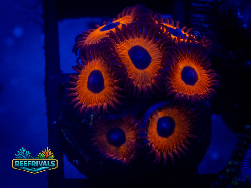 WWC Red Bull Zoa coral image from ReefRivals, listed as Zoanthus sp. and Zoas