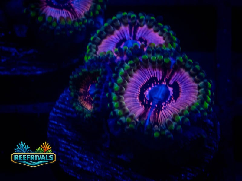 WWC Black Orchids Zoa coral image from ReefRivals, listed as Zoanthus sp. and Zoas