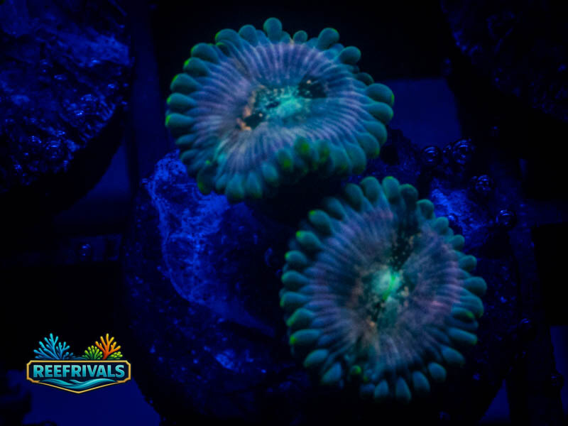 WWC Hawaian Ding Dang Zoa WYSIWYG coral image | ReefRivals WWC Hawaian Ding Dang Zoa coral image from ReefRivals, listed as Zoanthus sp. and Zoas