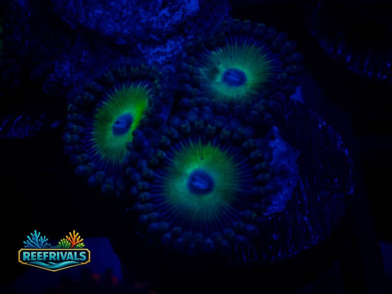 WWC Bob Marley Zoa coral image from ReefRivals, listed as Zoanthus sp. and Zoas