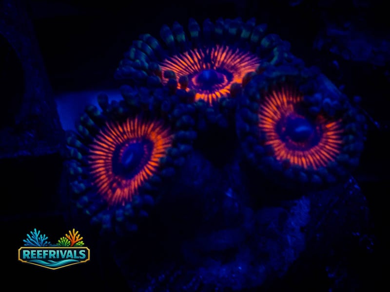 TSA God of War Zoa coral image from ReefRivals, listed as Zoanthus sp. and Zoas