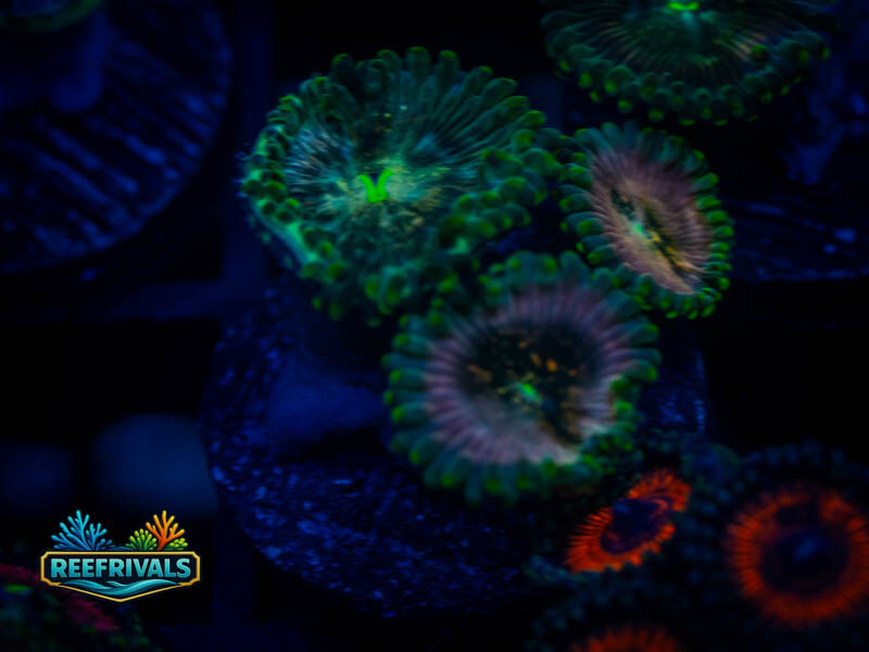 ECC Hawaiian Ding Dang Zoa coral image from ReefRivals, listed as Zoanthus sp. and Zoas
