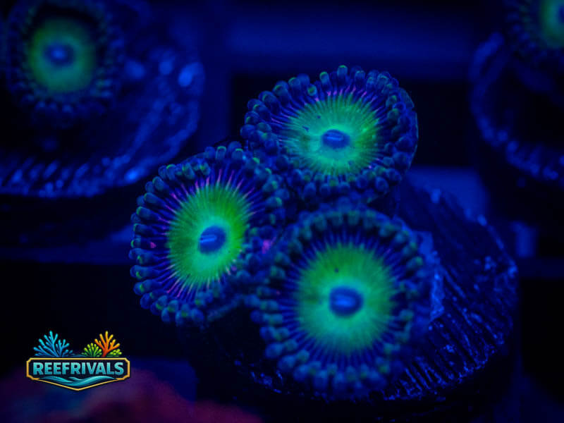 CA CAndy Apple Green Zoa coral image from ReefRivals, listed as Zoanthus sp. and Zoas
