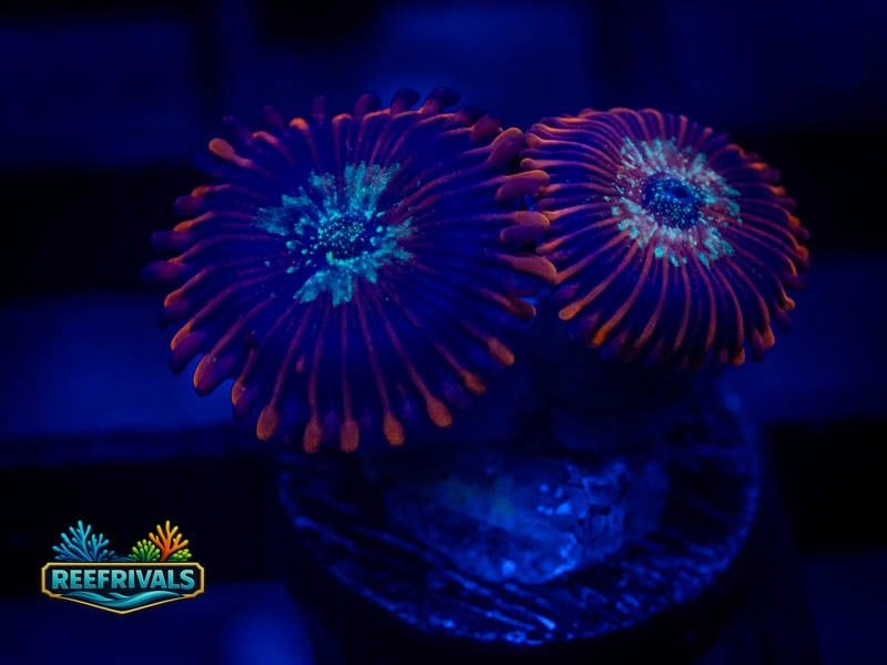 QA Purple People Eater Zoa WYSIWYG coral image | ReefRivals QA Purple People Eater Zoa coral image from ReefRivals, listed as Zoanthus sp. and Zoas
