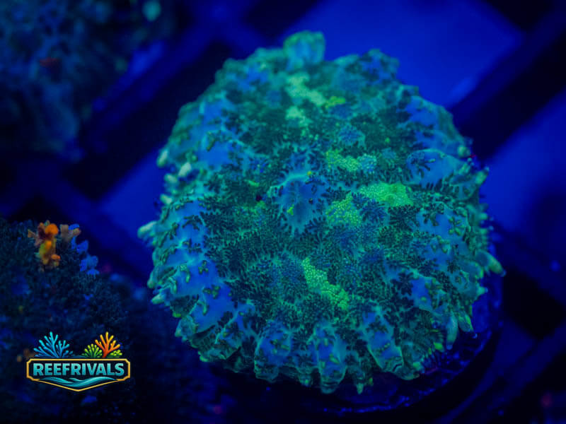 RVL Uranium Rhodactis Mushroom coral image from ReefRivals, listed as Rhodactis spp. and Mushrooms