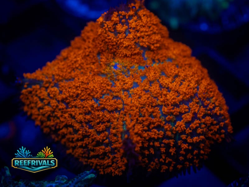 WWC Forest Fire Rhodactis Mushroom WYSIWYG coral image | ReefRivals WWC Forest Fire Rhodactis Mushroom coral image from ReefRivals, listed as Rhodactis spp. and Mushrooms