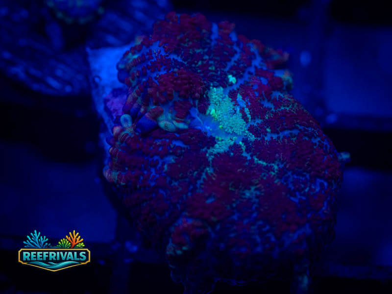 RVL Blue Haze Rhodactis Mushroom coral image from ReefRivals, listed as Rhodactis spp. and Mushrooms