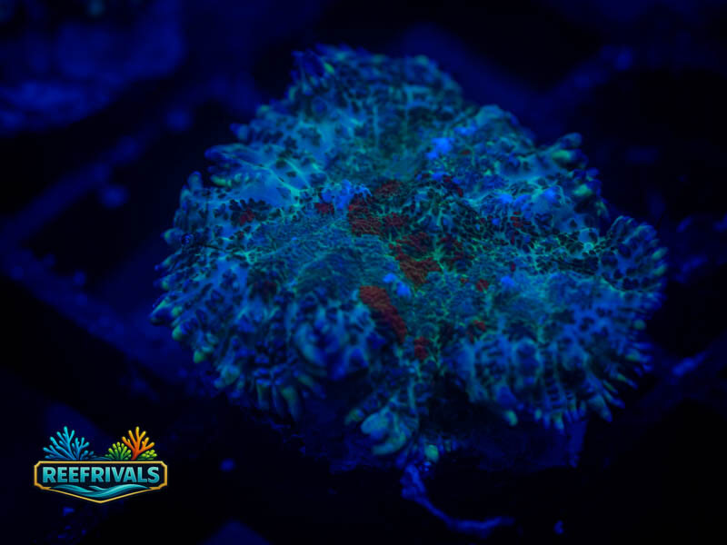RVL Evil Eye Rhodactis Mushroom coral image from ReefRivals, listed as Rhodactis spp. and Mushrooms