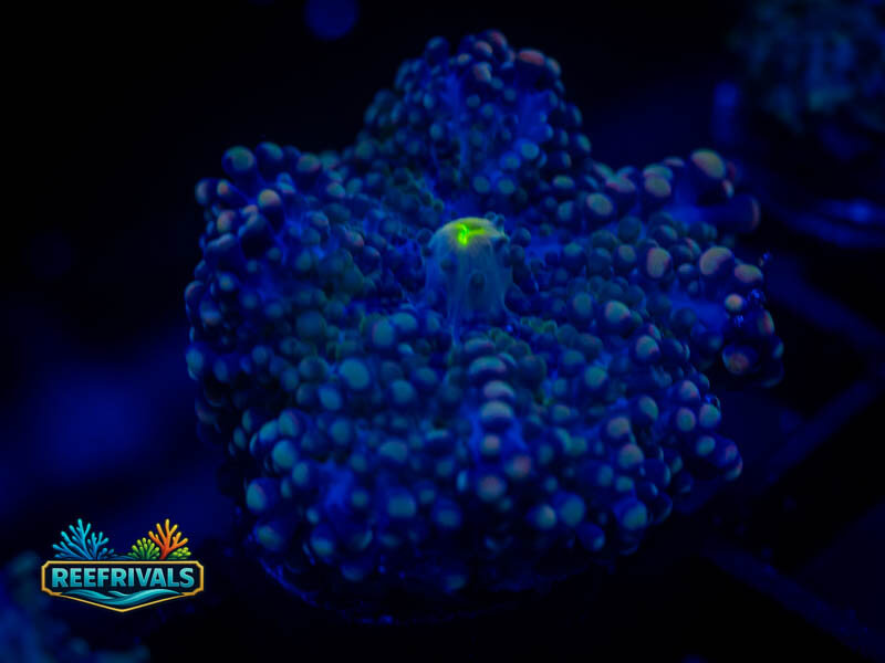 RVL Deep Blue Yuma Muchroom coral image from ReefRivals, listed as Zoanthus sp. and Zoas