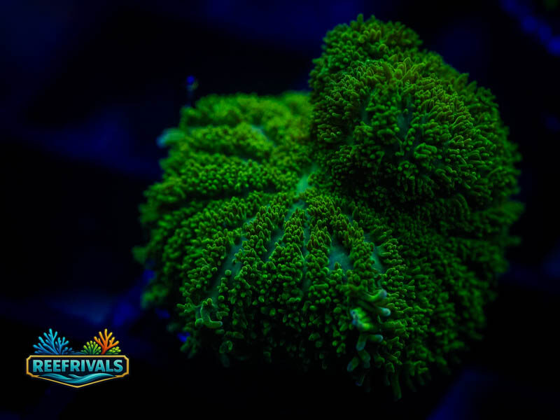 UC Shrek Rhodactis Mushroom coral image from ReefRivals, listed as Rhodactis spp. and Mushrooms