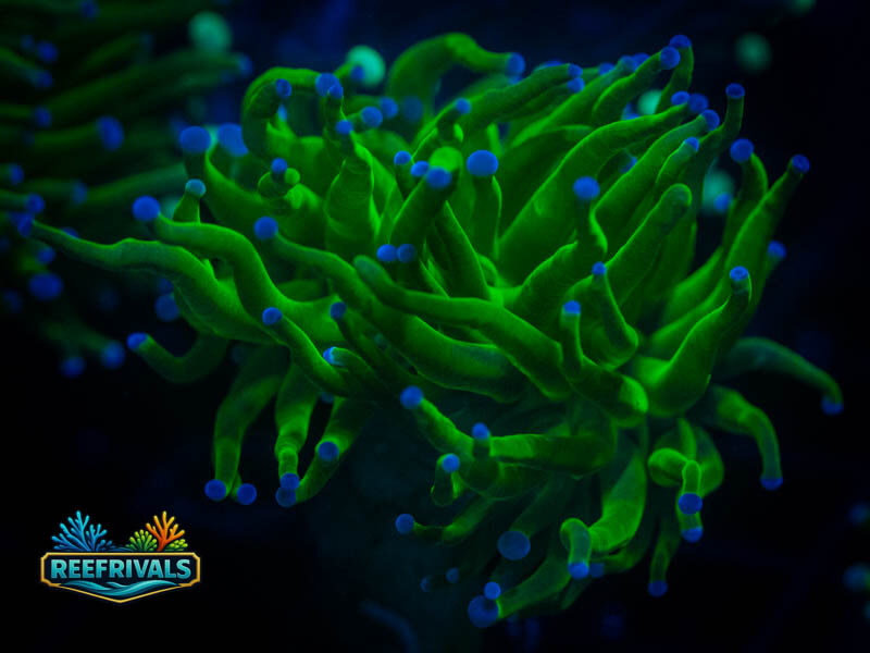 ECC Holy Grail Torch coral image from ReefRivals, listed as Euphyllia glabrescens and Torches