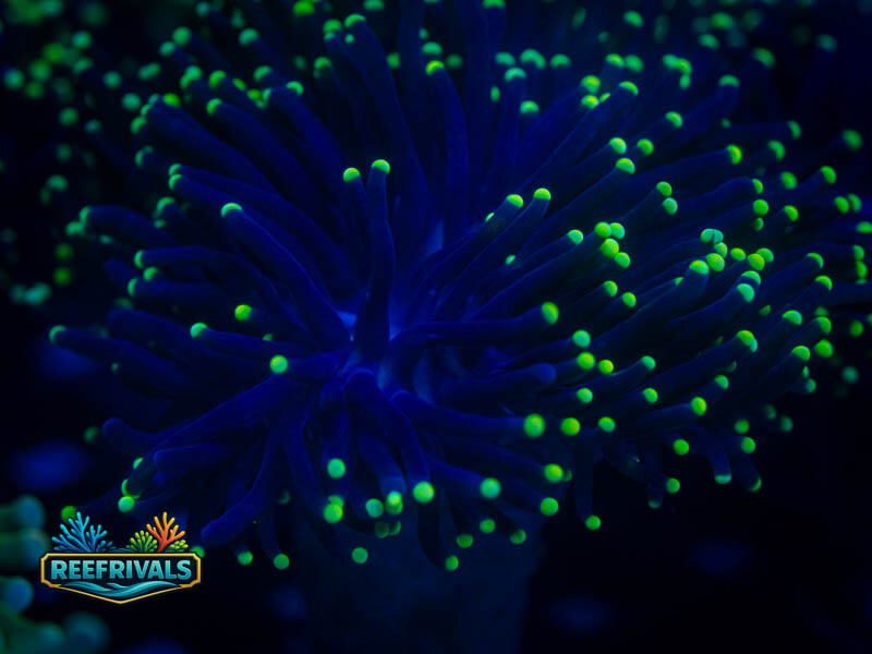 CA Indo Pink Tip Joker Torch coral image from ReefRivals, listed as Euphyllia glabrescens and Torches