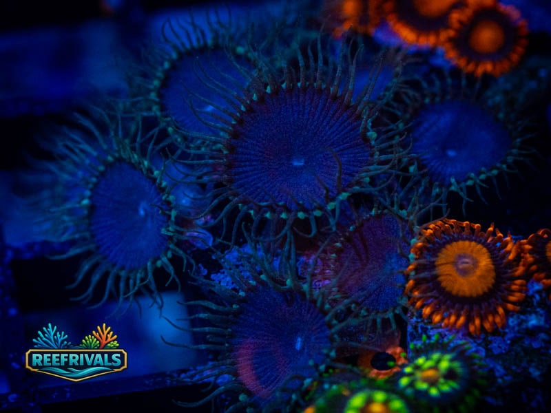 Zoanthids Electric Blue Proto coral image from ReefRivals, listed as Zoanthus sp. and Zoas