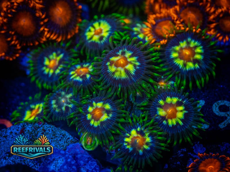 ECC Daisy Cutter Zoa (Mini Colony) coral image from ReefRivals, listed as Zoanthus sp. and Zoas
